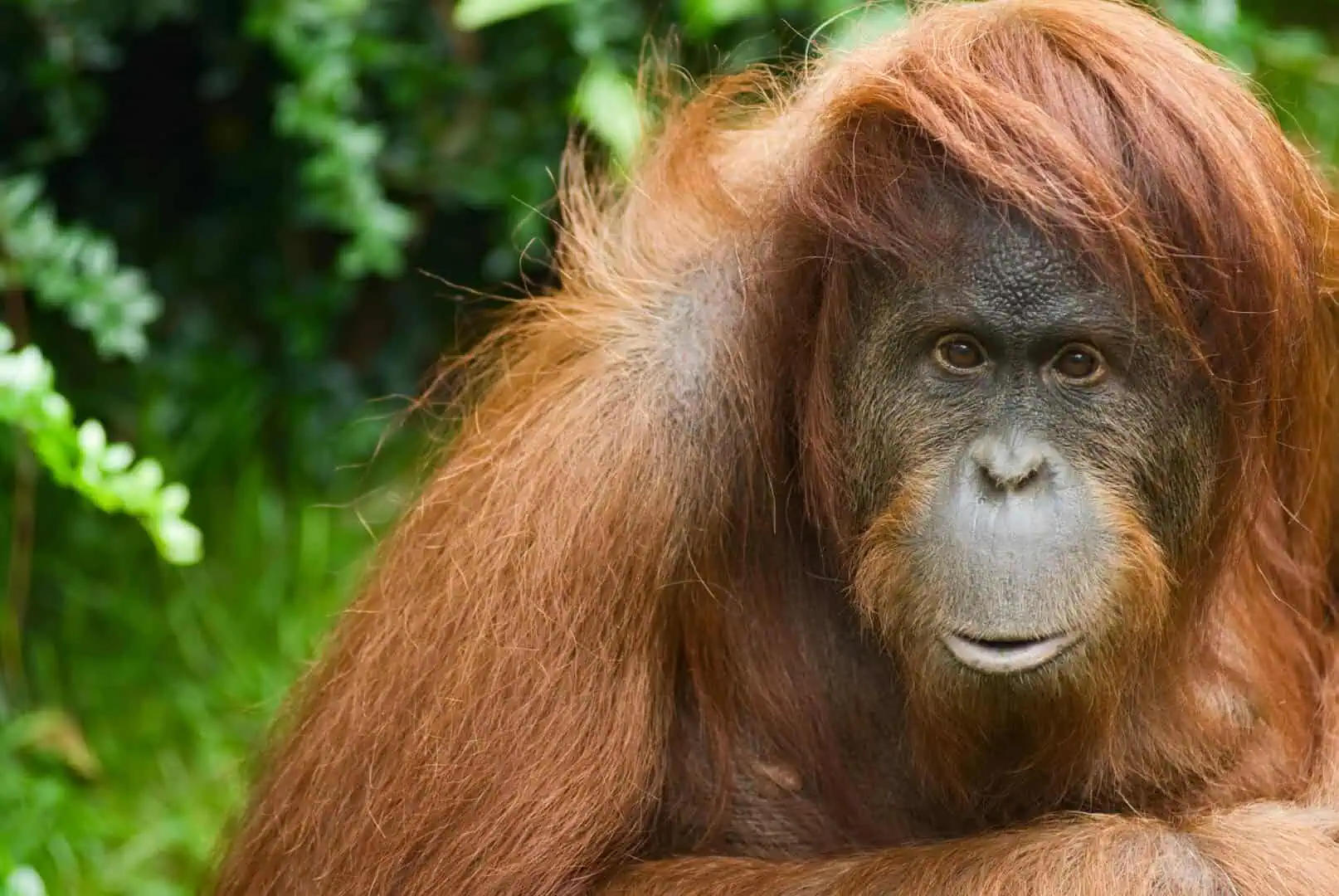 Osservato per la prima volta un orangutan che si cura con le piante medicinale