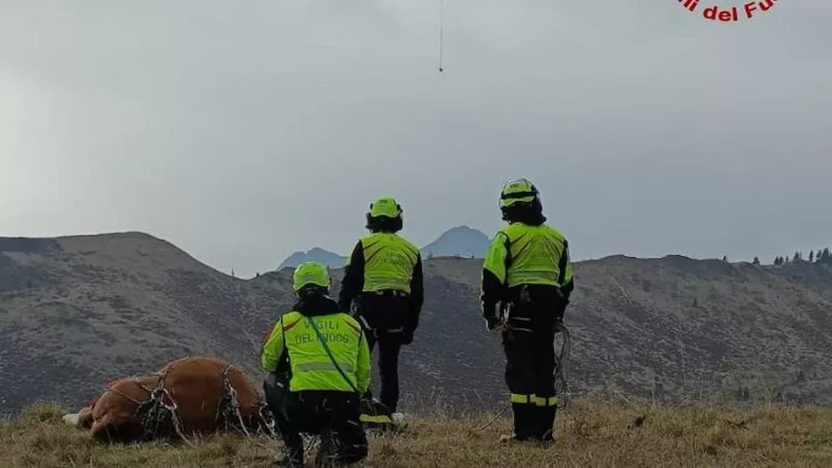 Orso aggredisce due mucche fuggite nei prati, i Vigili del fuoco le hanno narcotizzate e salvate con l’elicottero